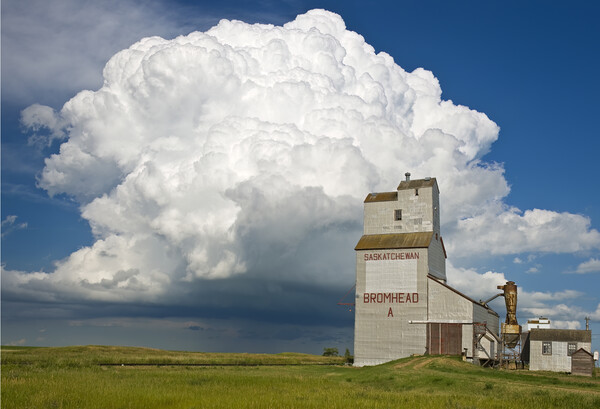grain elevator and cumulonimbus supercell Picture Board by Dave Reede