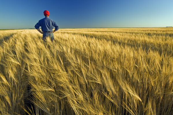 man in barley field Picture Board by Dave Reede