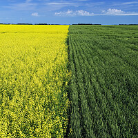 Buy canvas prints of wheat and canola fields by Dave Reede