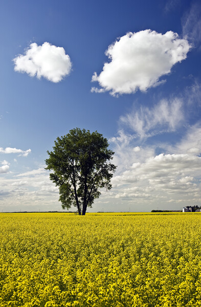 canola field with cottonwood tree Picture Board by Dave Reede