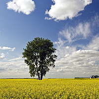 Buy canvas prints of canola field with cottonwood tree by Dave Reede