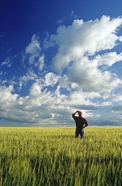 a man looks out over a barley field and sky with clouds Picture Board by Dave Reede