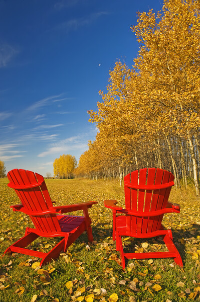 two chairs at the edge of a field with aspen in au Picture Board by Dave Reede