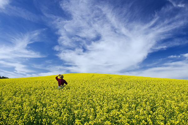 a man looks out over a field of bloom stage canola Picture Board by Dave Reede