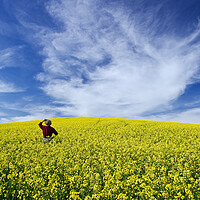 Buy canvas prints of a man looks out over a field of bloom stage canola by Dave Reede