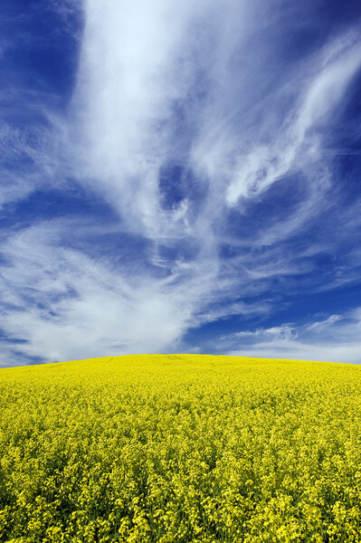 blooming canola field with cirrus clouds in the sky Picture Board by Dave Reede