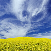 Buy canvas prints of blooming canola field with cirrus clouds in the sky by Dave Reede