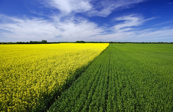 wheat and canola patterns Picture Board by Dave Reede
