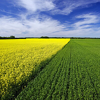 Buy canvas prints of wheat and canola patterns by Dave Reede