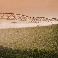 Buy canvas prints of center pivot irrigation system by Dave Reede