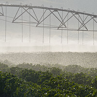 Buy canvas prints of a center pivot irrigation system irrigates potatoe by Dave Reede