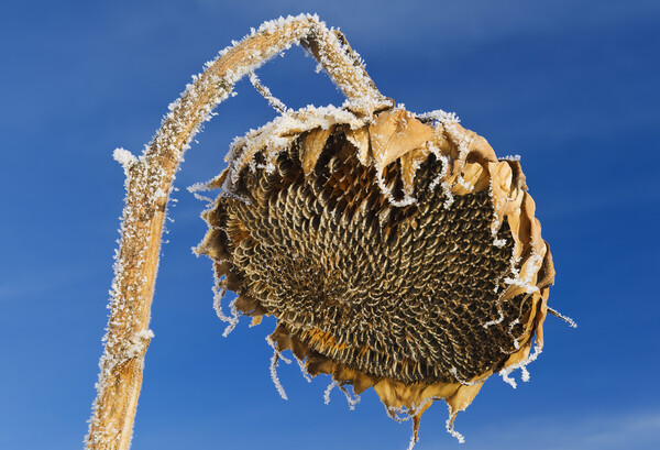 close-up of sunflower head with frost on it Picture Board by Dave Reede