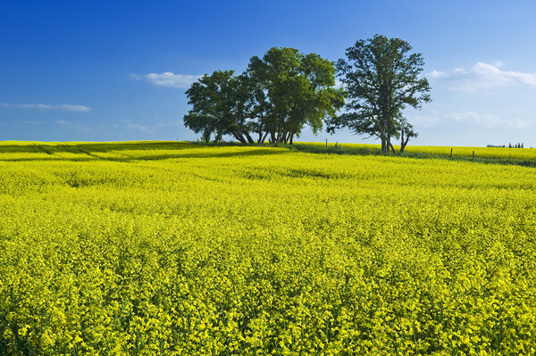 canola field Picture Board by Dave Reede
