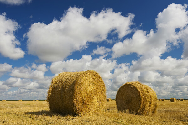 round straw bales in stubble field Picture Board by Dave Reede