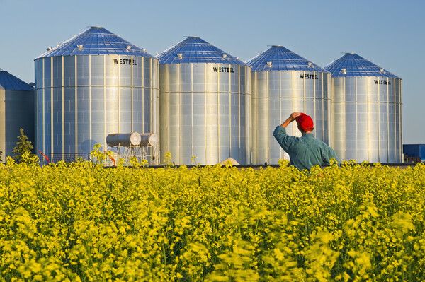a farmer in his bloom stage canola field looks out at grain bins Picture Board by Dave Reede