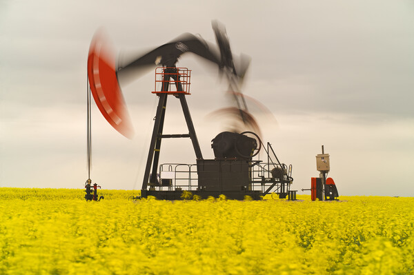 bloom stage canola field with moving oil pumpjack Picture Board by Dave Reede