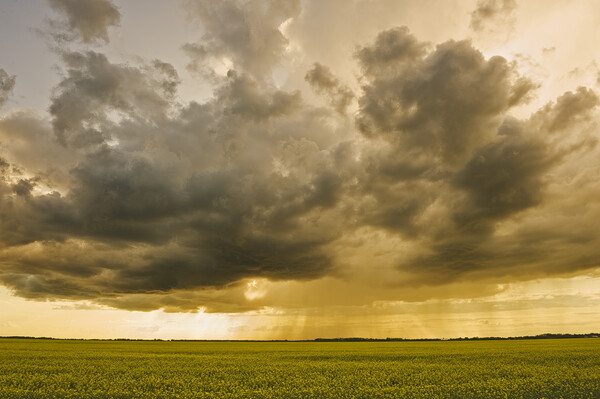 blooming canola field with cumulonimbus cloud in the sky Picture Board by Dave Reede