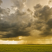 Buy canvas prints of blooming canola field with cumulonimbus cloud in the sky by Dave Reede