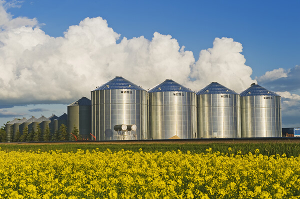bloom stage canola with grain bins Picture Board by Dave Reede