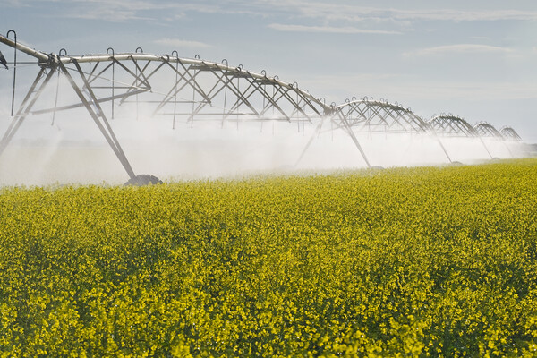 a center pivot irrigation system irrigates bloom stage canola Picture Board by Dave Reede