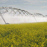Buy canvas prints of a center pivot irrigation system irrigates bloom stage canola by Dave Reede