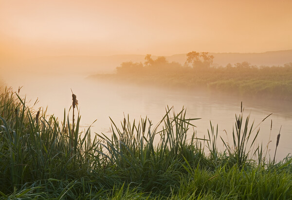 morning along the Qu´Appelle  River Picture Board by Dave Reede