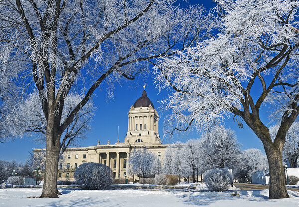 hoarfrost on trees with Manitoba Legislative Building in the background Picture Board by Dave Reede