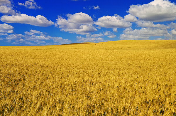 a harvest ready durum wheat field Picture Board by Dave Reede