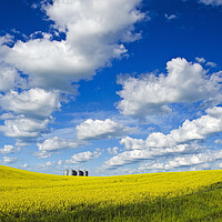 Buy canvas prints of bloom stage canola with grain bins(silos) in the background by Dave Reede
