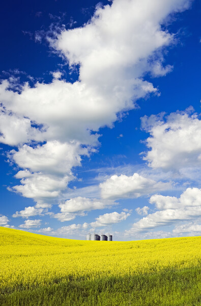 bloom stage canola with grain bins in the background Picture Board by Dave Reede