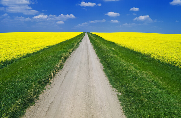 road through farmland with blooming canola Picture Board by Dave Reede