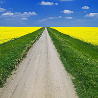 Buy canvas prints of road through farmland with blooming canola by Dave Reede