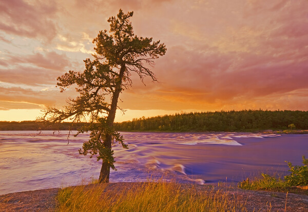 lone pine tree, Sturgeon Falls Picture Board by Dave Reede