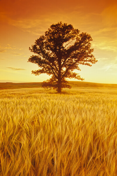 oak tree in barley field Picture Board by Dave Reede