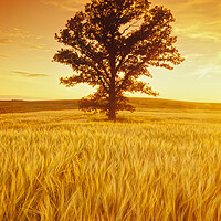 Buy canvas prints of oak tree in barley field by Dave Reede