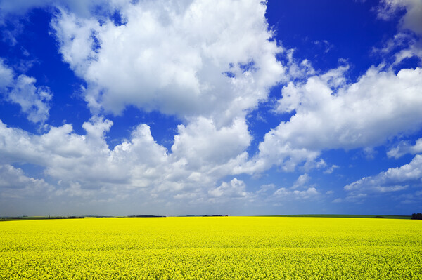 Yellow and Blue with Scattered Clouds Picture Board by Dave Reede