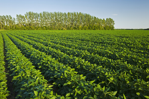 mid growth soybean field Picture Board by Dave Reede