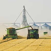 Buy canvas prints of wheat harvest by Dave Reede