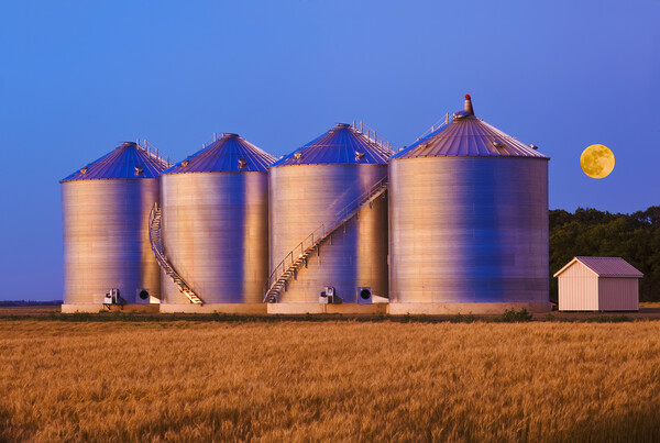 field of mature wheat/new grain bins Picture Board by Dave Reede