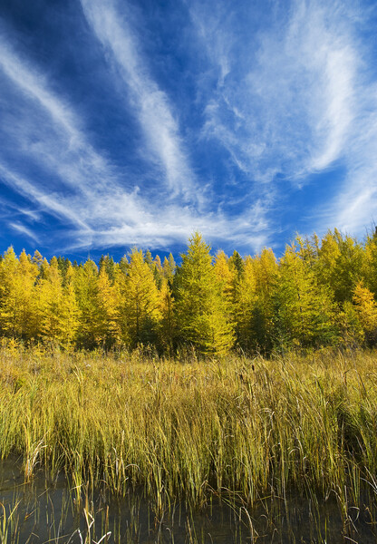 autumn colours on tamarack trees Picture Board by Dave Reede