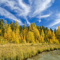 Buy canvas prints of autumn colours on tamarack trees by Dave Reede