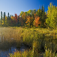 Buy canvas prints of autumn, Bunny Lake by Dave Reede