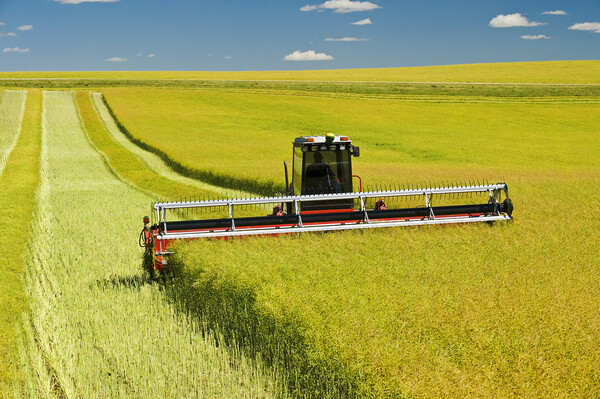 swathing a high yield canola field Picture Board by Dave Reede