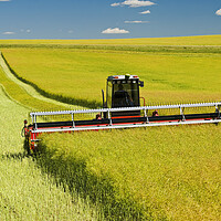 Buy canvas prints of swathing a high yield canola field by Dave Reede