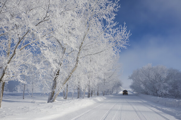  snow covered road Picture Board by Dave Reede