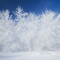 Buy canvas prints of field with frost covered trees by Dave Reede