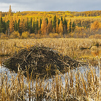 Buy canvas prints of Beaver lodge by Dave Reede