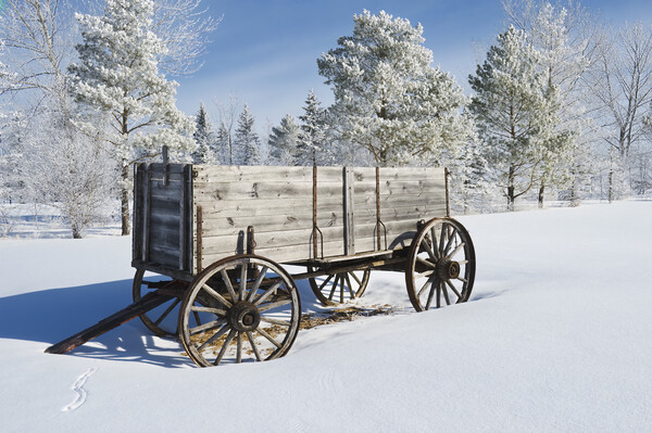 old wagon, hoarfrost on trees Picture Board by Dave Reede