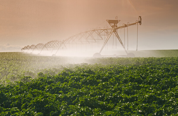 Irrigating the Crop Picture Board by Dave Reede