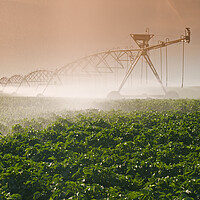 Buy canvas prints of Irrigating the Crop by Dave Reede